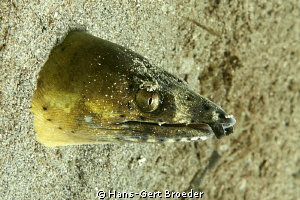 Snake Eel
www.bunakenhans.com
Bunaken,Sulawesi,Indonesi... by Hans-Gert Broeder 
